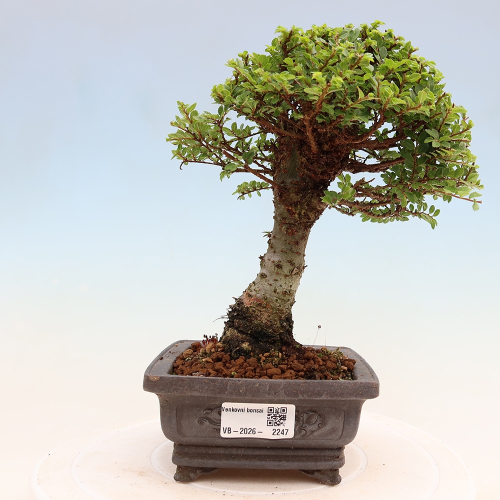 Bonsai voor buiten - Ulmus parvifolia Sagei - Kleinbladige iep