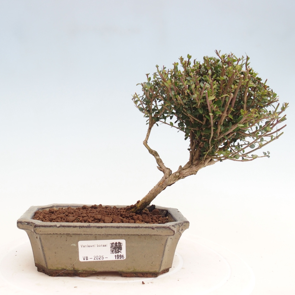 Buitenbonsai-Lonicera nitida Twiggy - Kamperfoelie