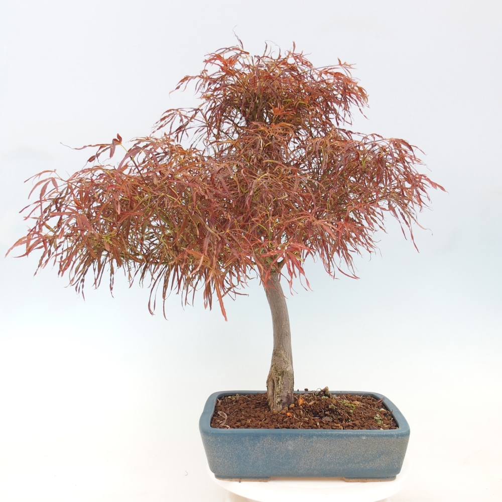 Bonsai voor buiten - Acer palmatum RED PYGMY