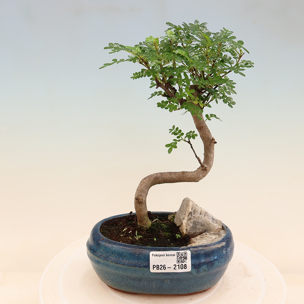 Kamerbonsai - Zantoxylum piperitum - peperboom