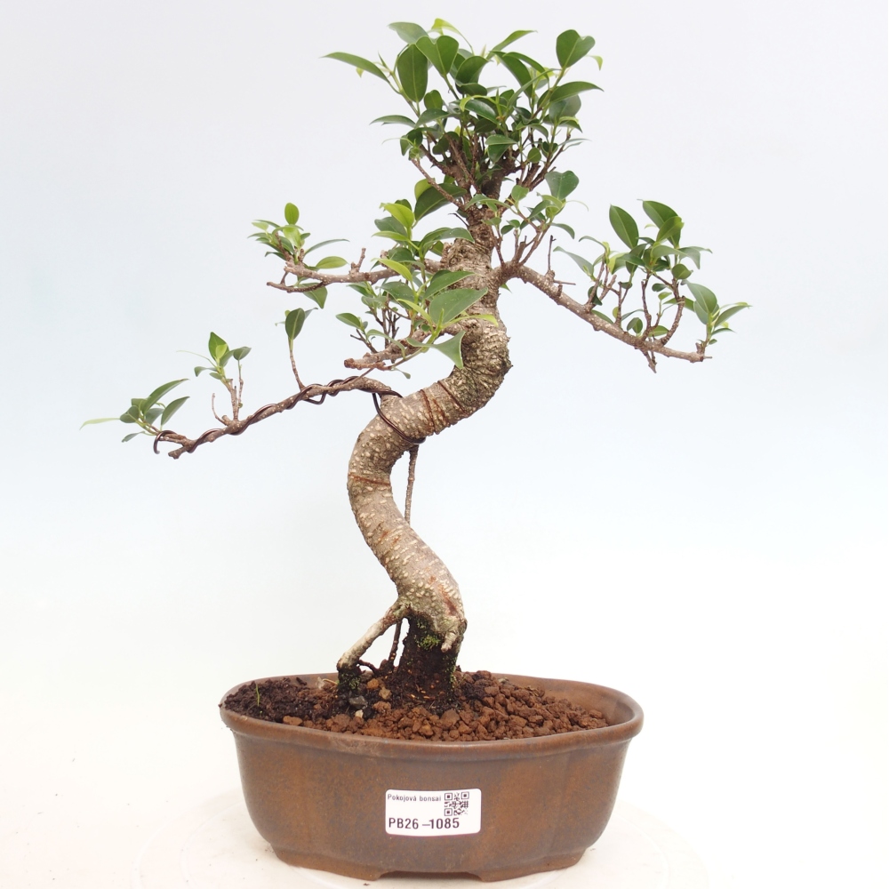 Kamerbonsai - Ficus retusa - kleinbladige ficus