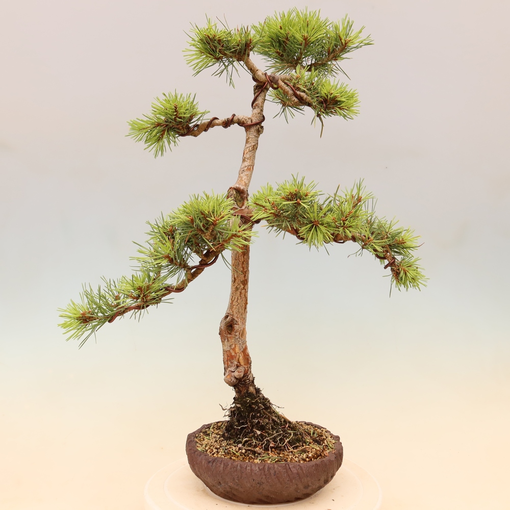 Bonsai voor buiten - Pinus Sylvestris Watererri - grove den