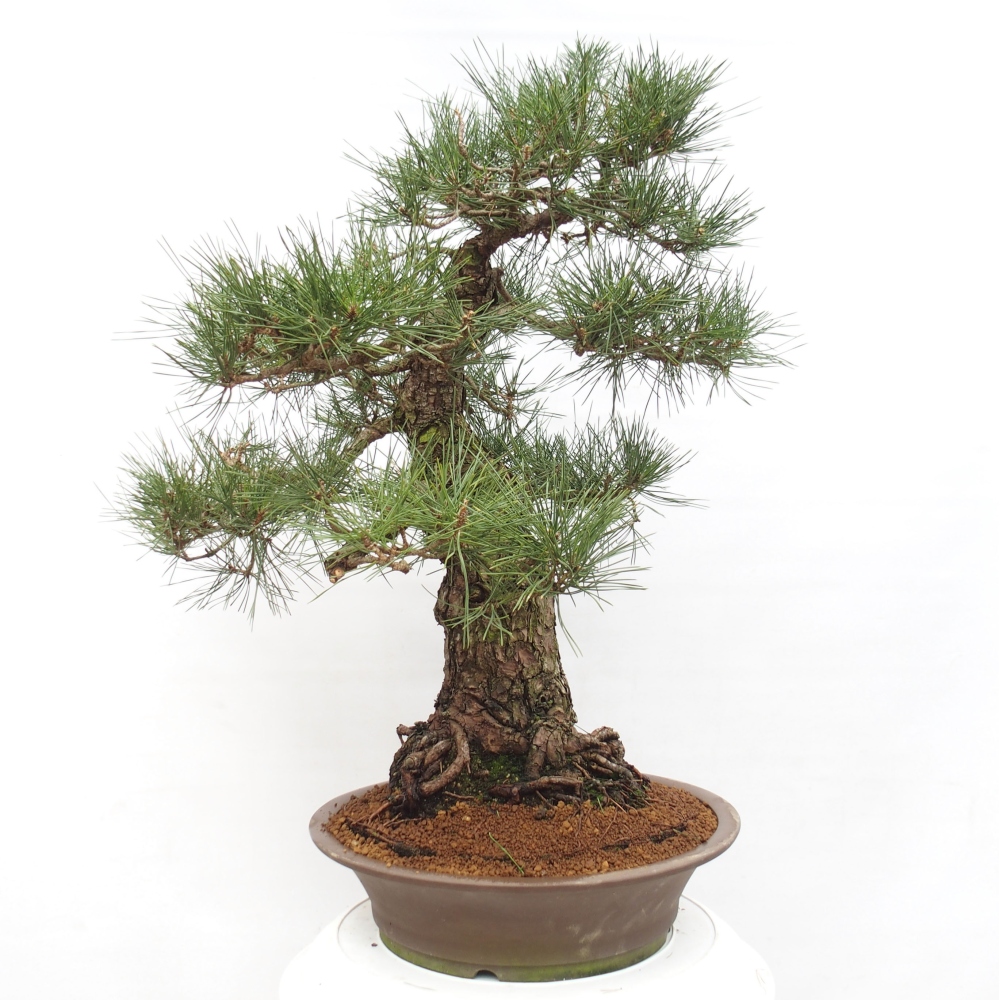 Bonsai voor buiten - Pinus thunbergii - Thunberg den