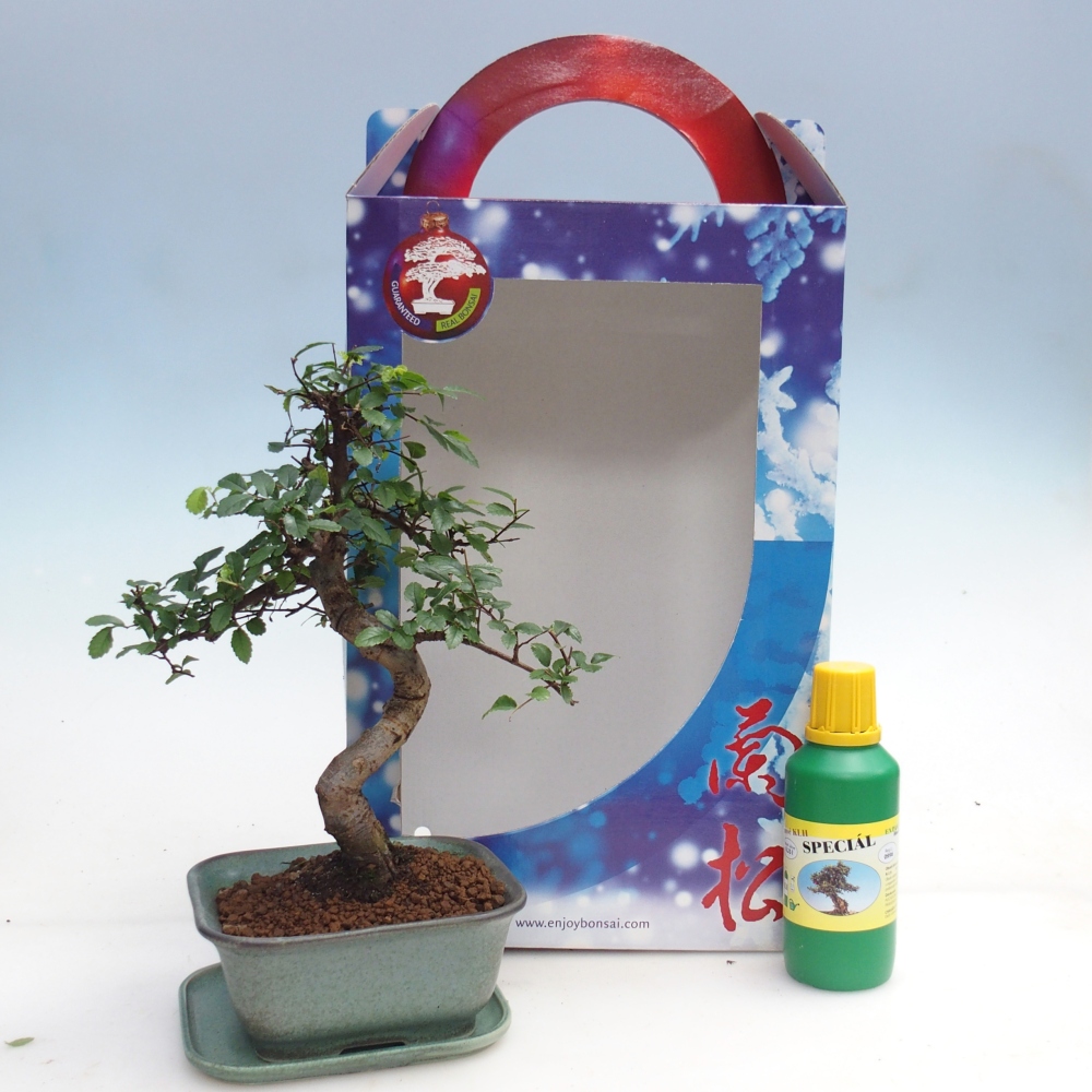 Ulmus parvifolia - Chinese iep