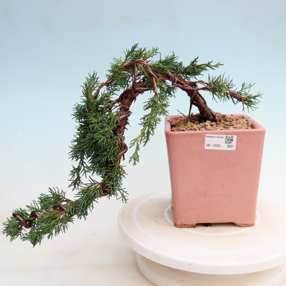 Bonsai voor buiten - Juniperus chinensis Kishu