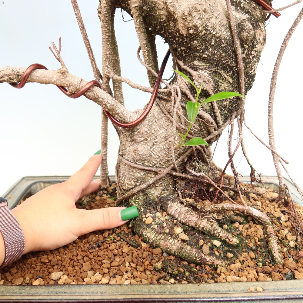 Kamerbonsai - Ficus kimmen - kleinbladige ficus