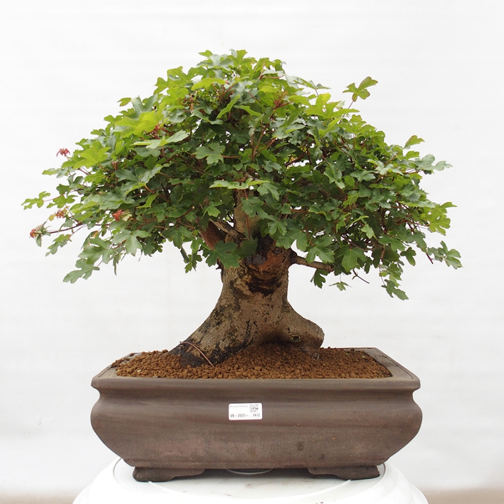 Bonsai voor buiten - Franse esdoorn - Acer Nonspessulanum