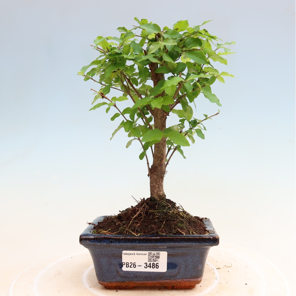 Kamerbonsai -Ligustrum chinensis - Vogelsnavel