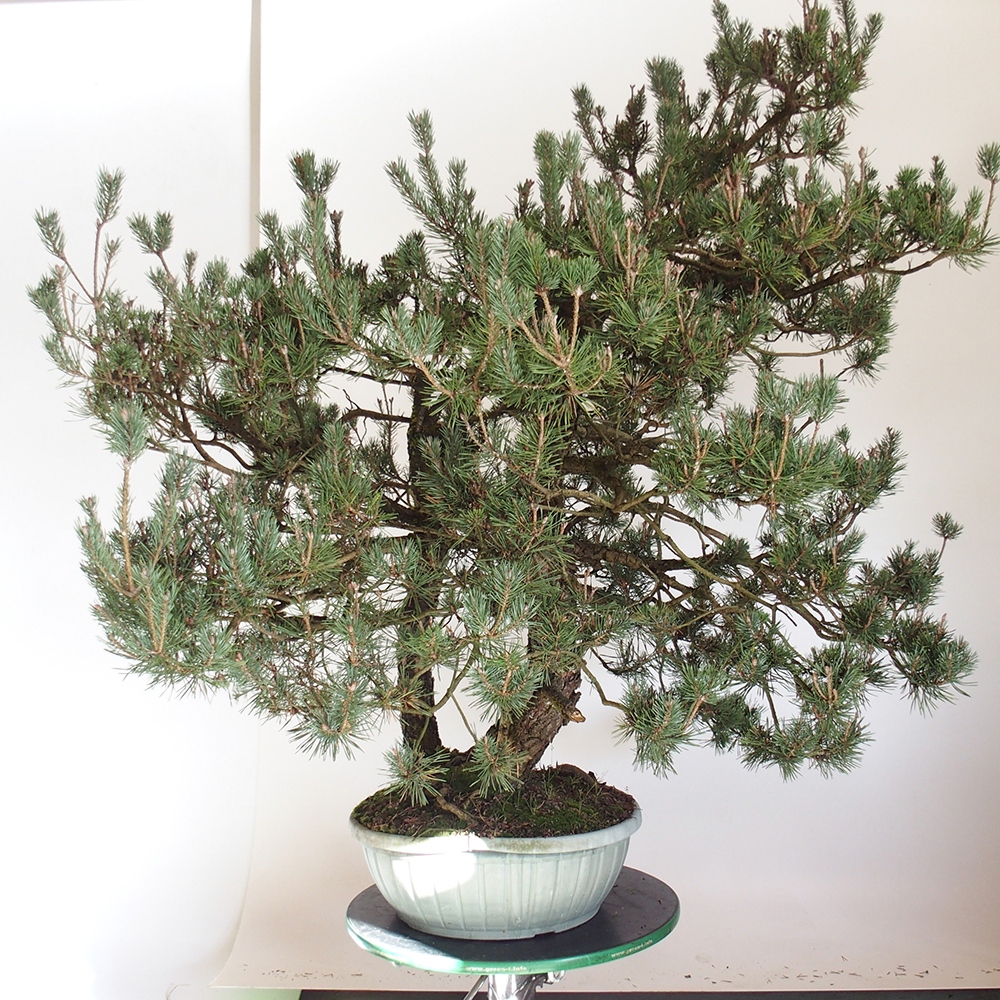 Yamadori - Pinus sylvestris Spanje