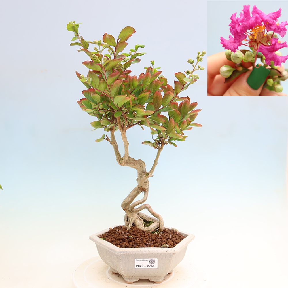 Kamerbonsai - Lagerstroemia indica - Indische seringenboom