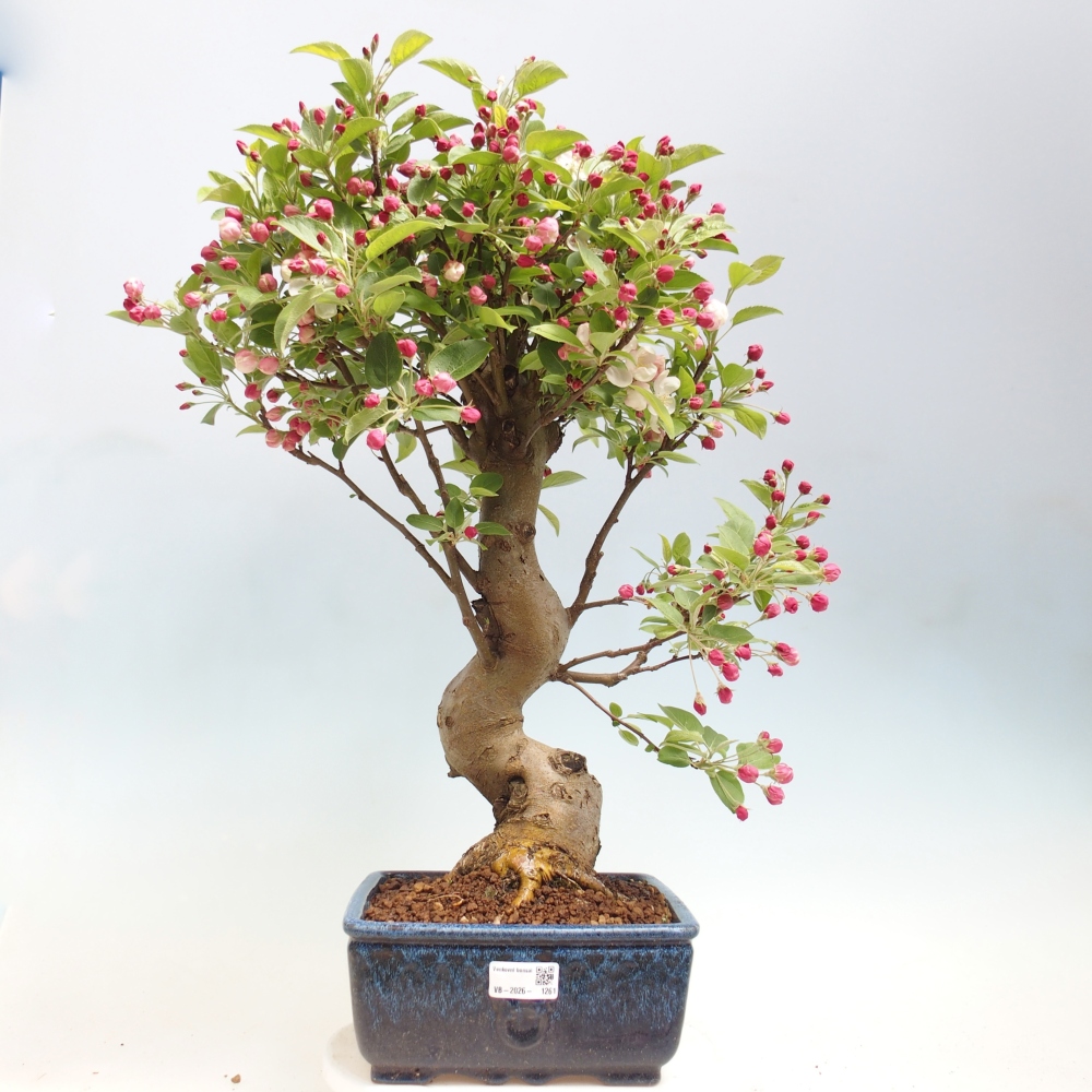 Bonsai voor buiten -Malus halliana - Appelboom met kleine vruchten