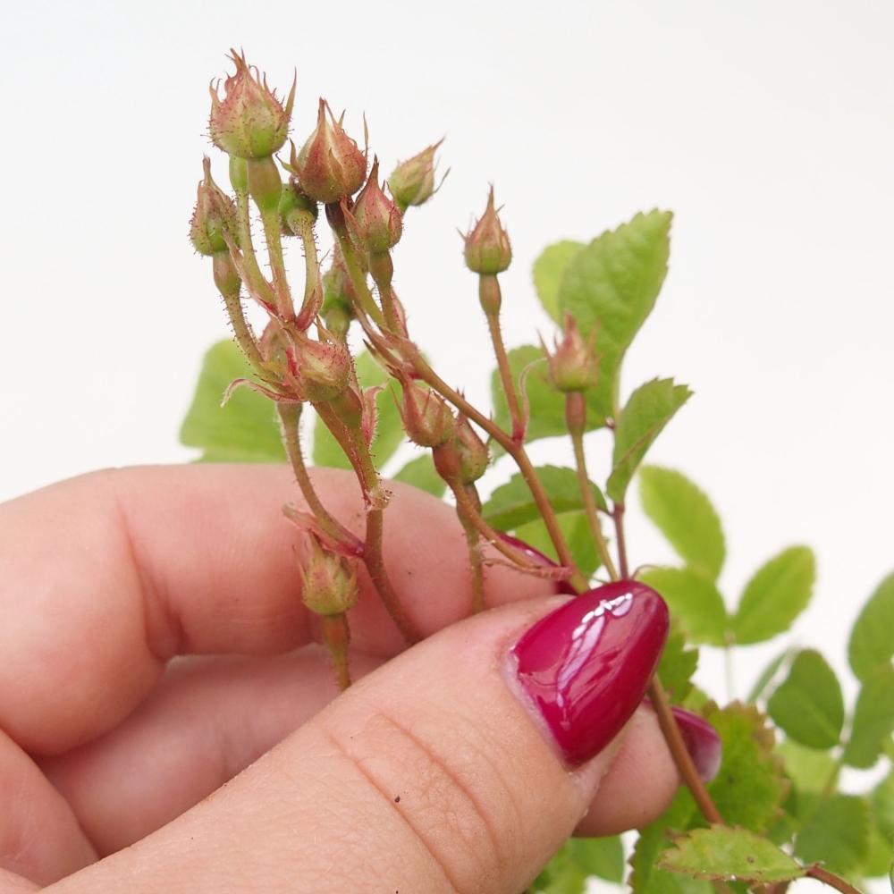 Bonsai voor buiten - Rosa sp. - kleinbloemige roos