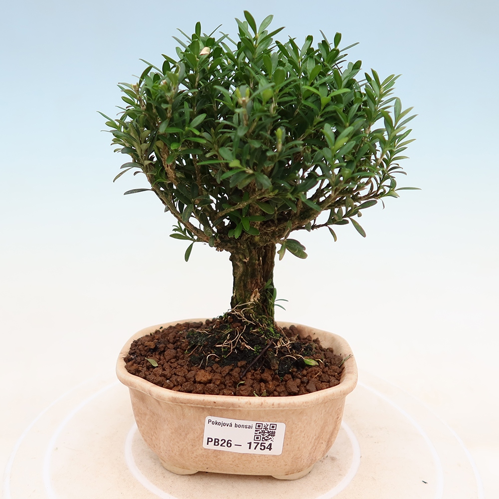 Kamerbonsai - Buxus harlandii - kurk buxus