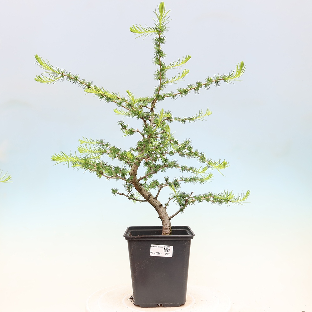 Bonsai voor buiten -Larix decidua - Lariks