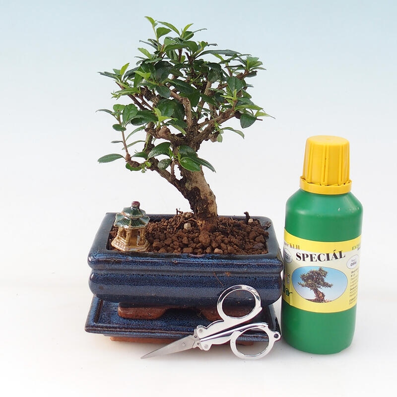 Bonsai geschenkset - thee - fuki - Carmona microphylla