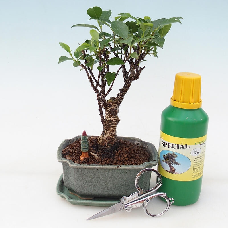 Bonsai geschenkset - Ficus retusa