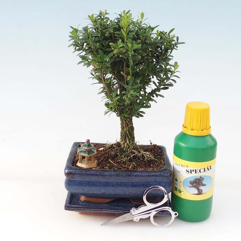 Bonsai geschenkset - Kurk Buxus - Buxus harlandii