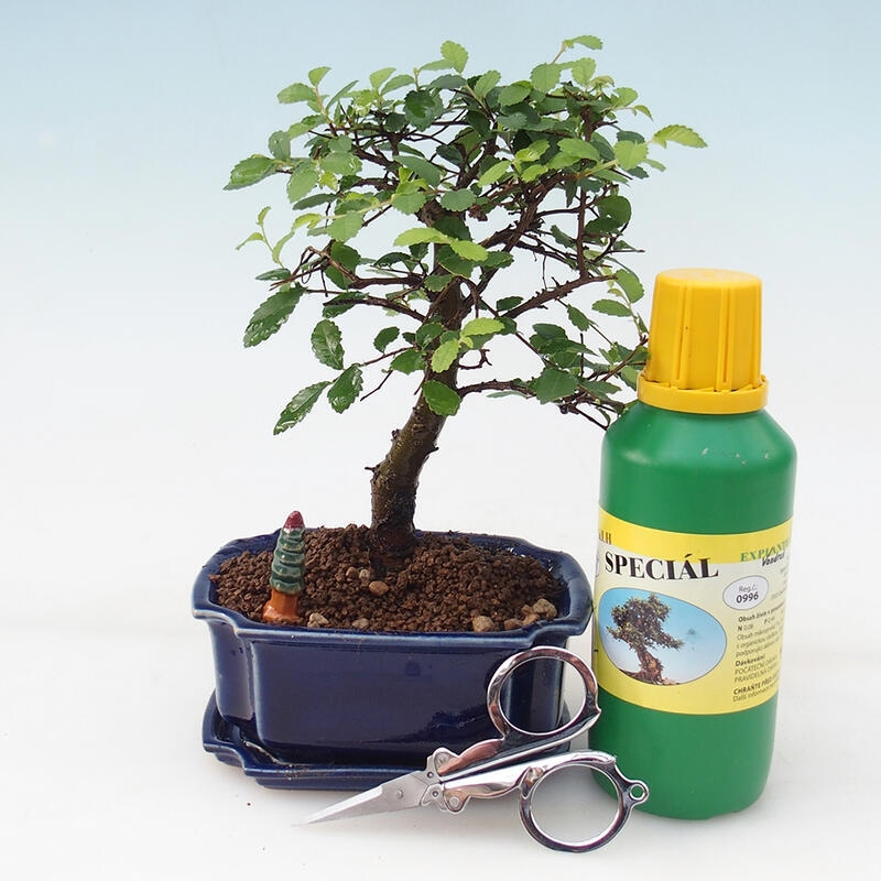 Bonsai geschenkset - kameriep - Ulmus parvifolia