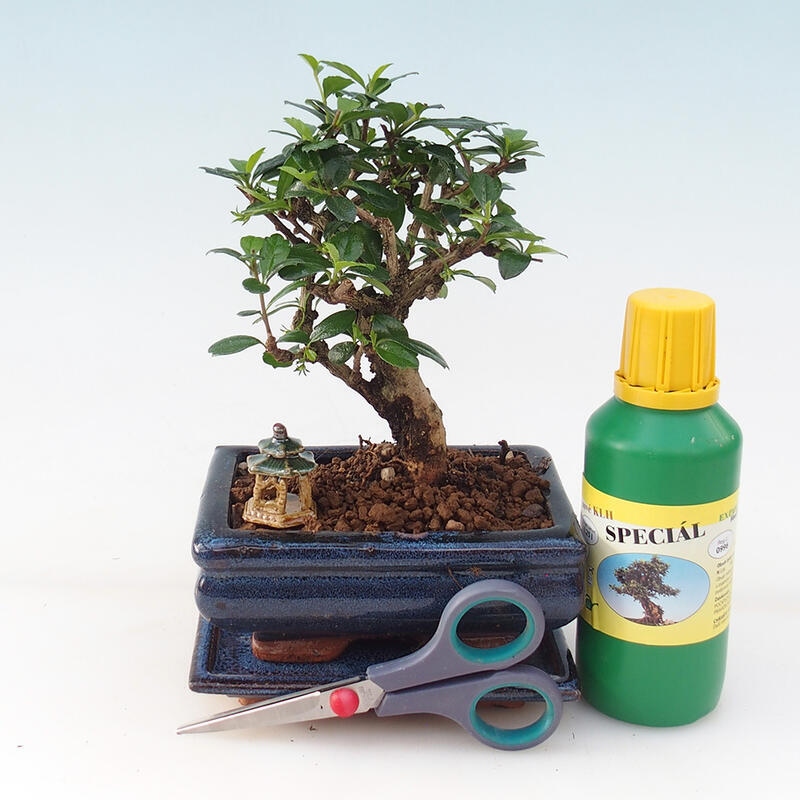 Bonsai geschenkset voor jongens - Tea- fuki - Carmona microphylla