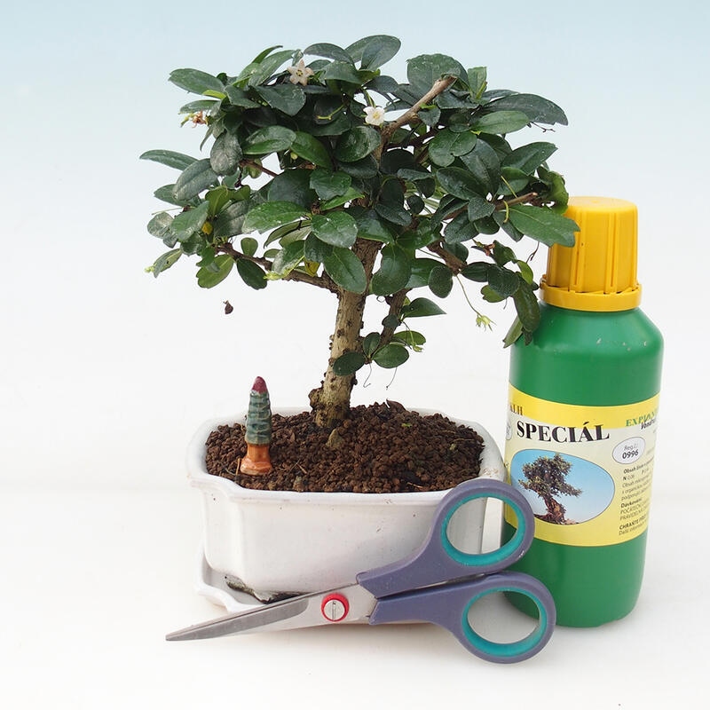 Bonsai geschenkset voor jongens - Tea- fuki - Carmona microphylla