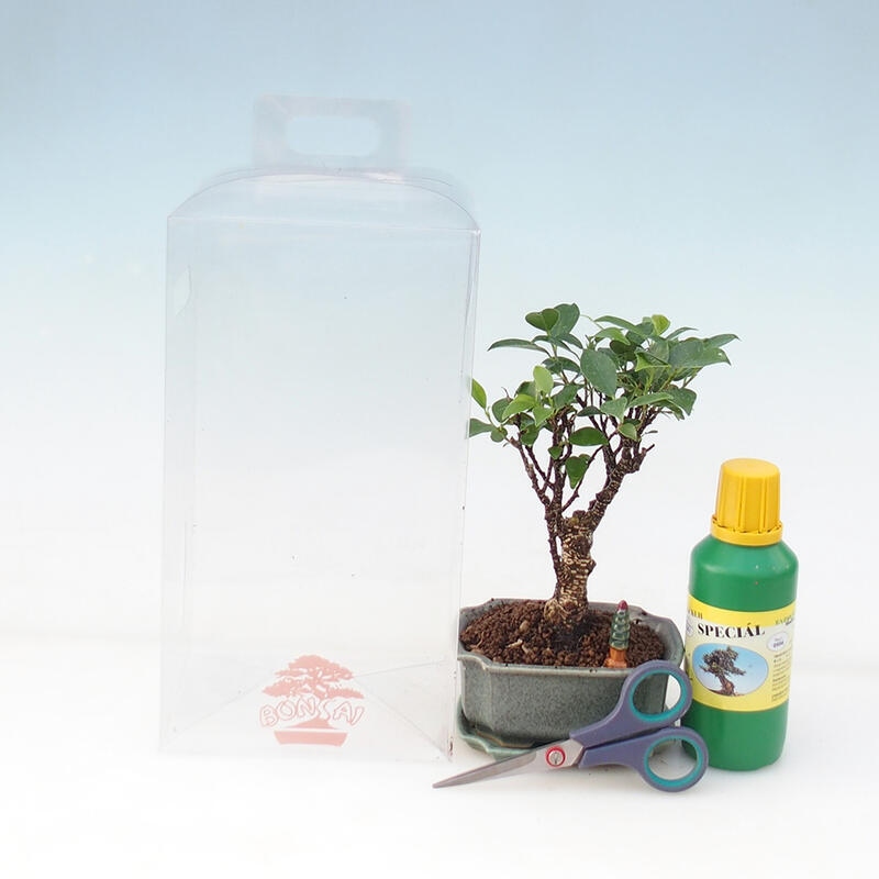 Bonsai geschenkset voor jongens - Ficus retusa
