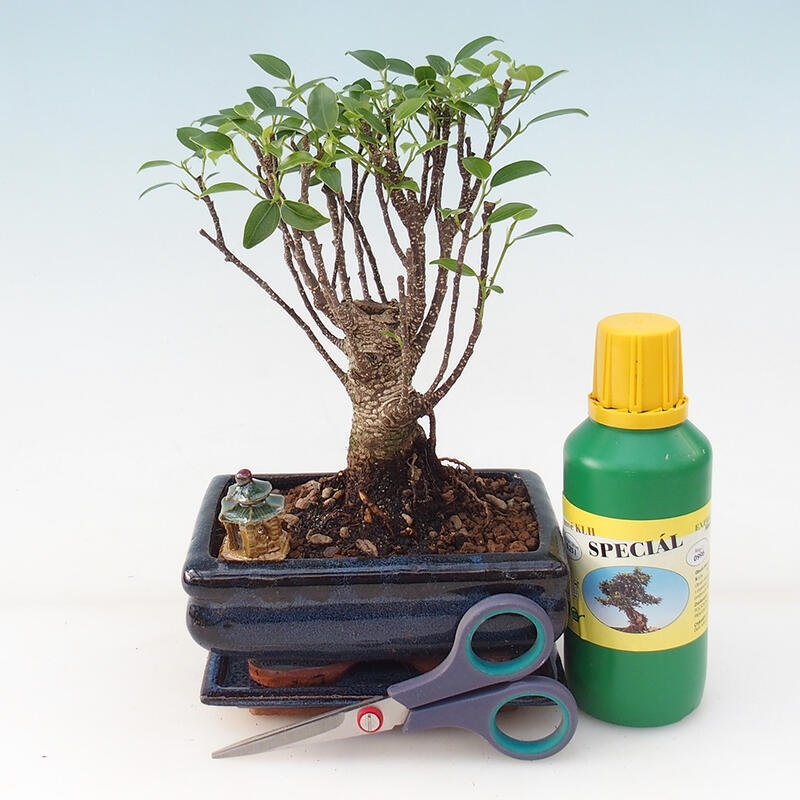 Bonsai geschenkset voor jongens - Ficus retusa
