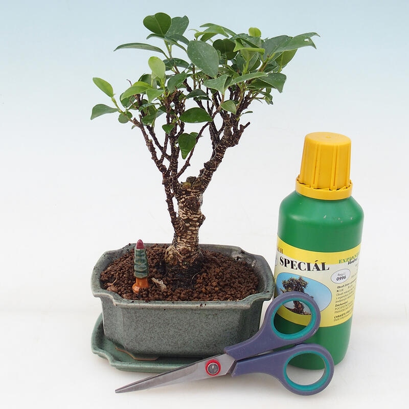 Bonsai geschenkset voor jongens - Ficus retusa