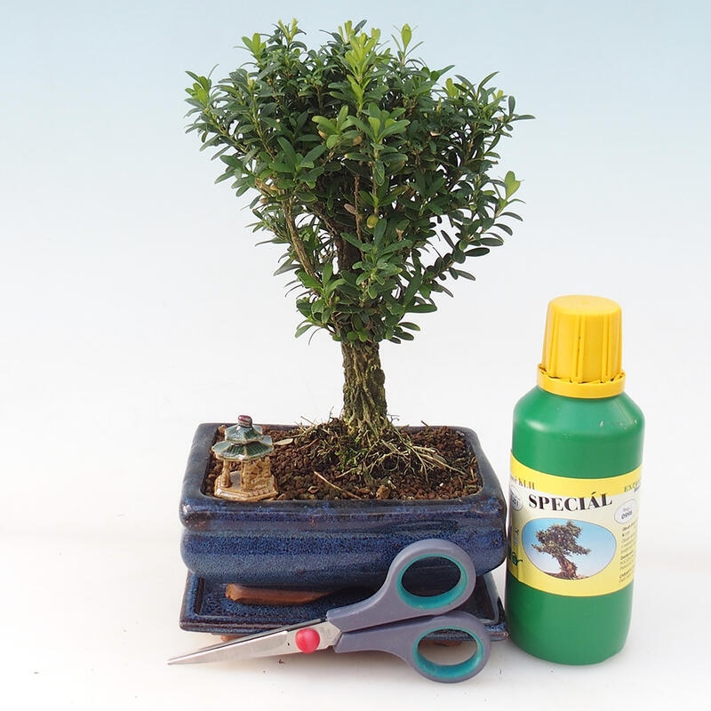 Bonsai geschenkset voor jongens - Kurk buxus - Buxus harlandii