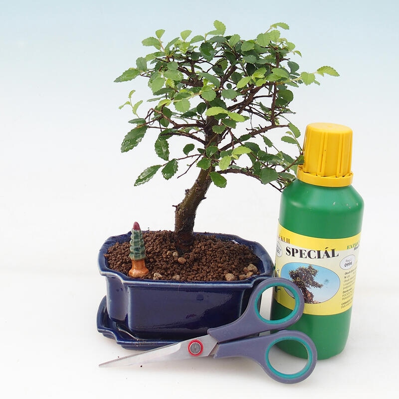 Bonsai geschenkset voor jongens - Room Elm - Ulmus parvifolia