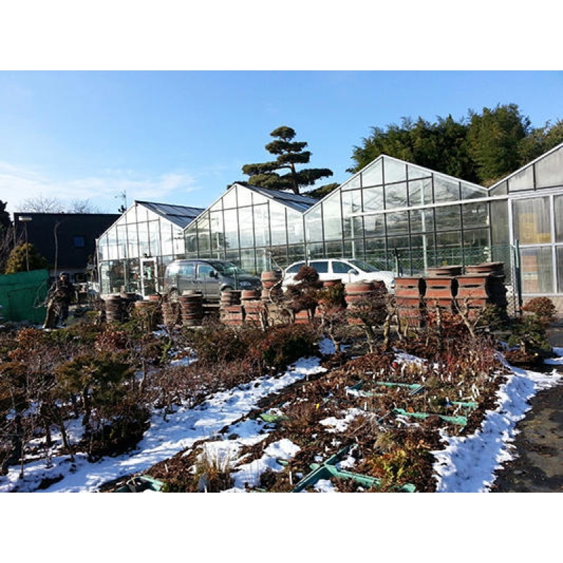 Bonsaischaal 46 x 36 x 8,5 cm