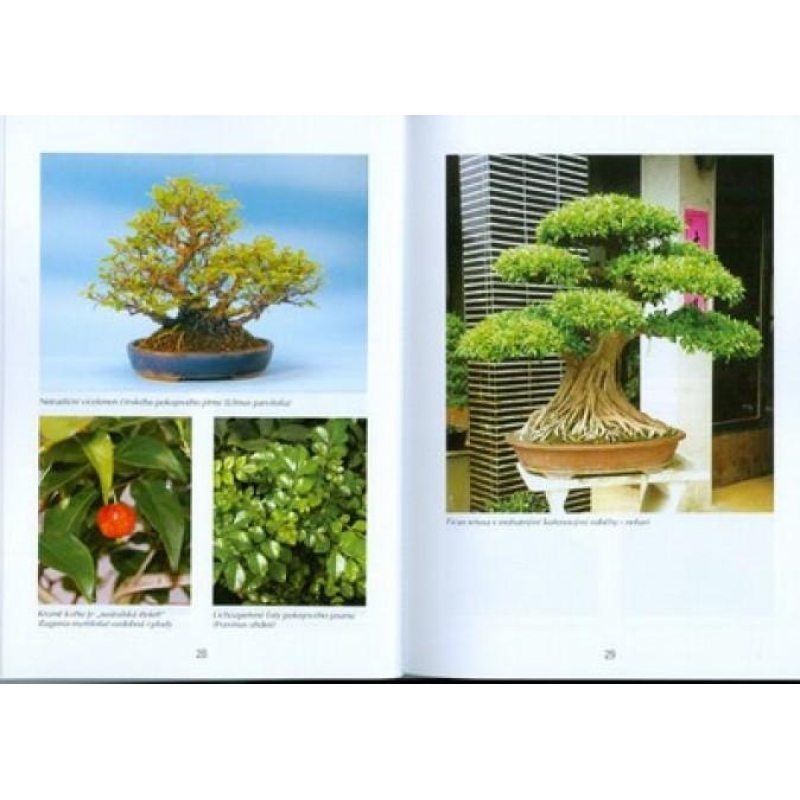 Bonsai en tuinen niet alleen in Japan