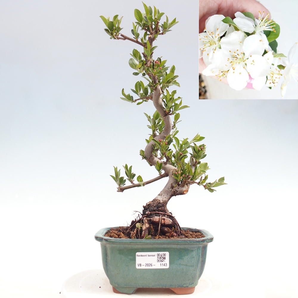 Bonsai voor buiten - Malus sargentii - Appelboom met kleine vruchten
