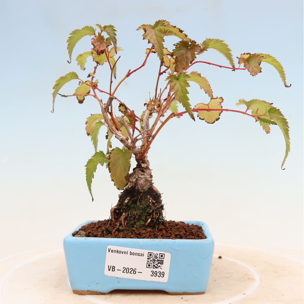 Bonsai voor buiten -  Stephanandra incisa - Gebogen kroonplant