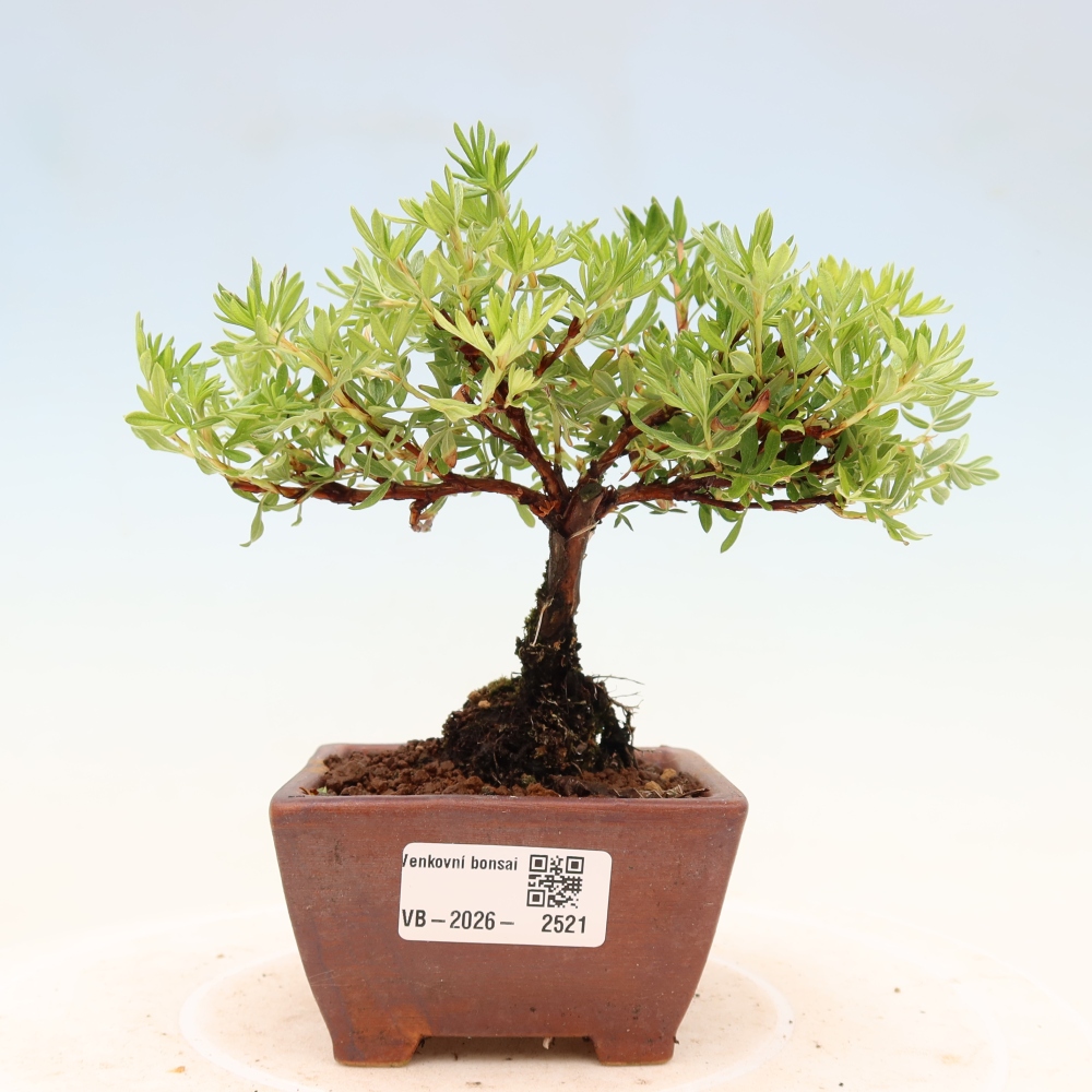 Bonsai voor buiten - Potentila fruticosa
