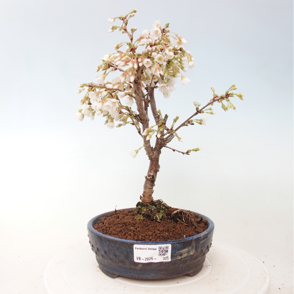 Bonsai voor buiten - Prunus incisa Kojou-no mai-Plivon uitgesneden