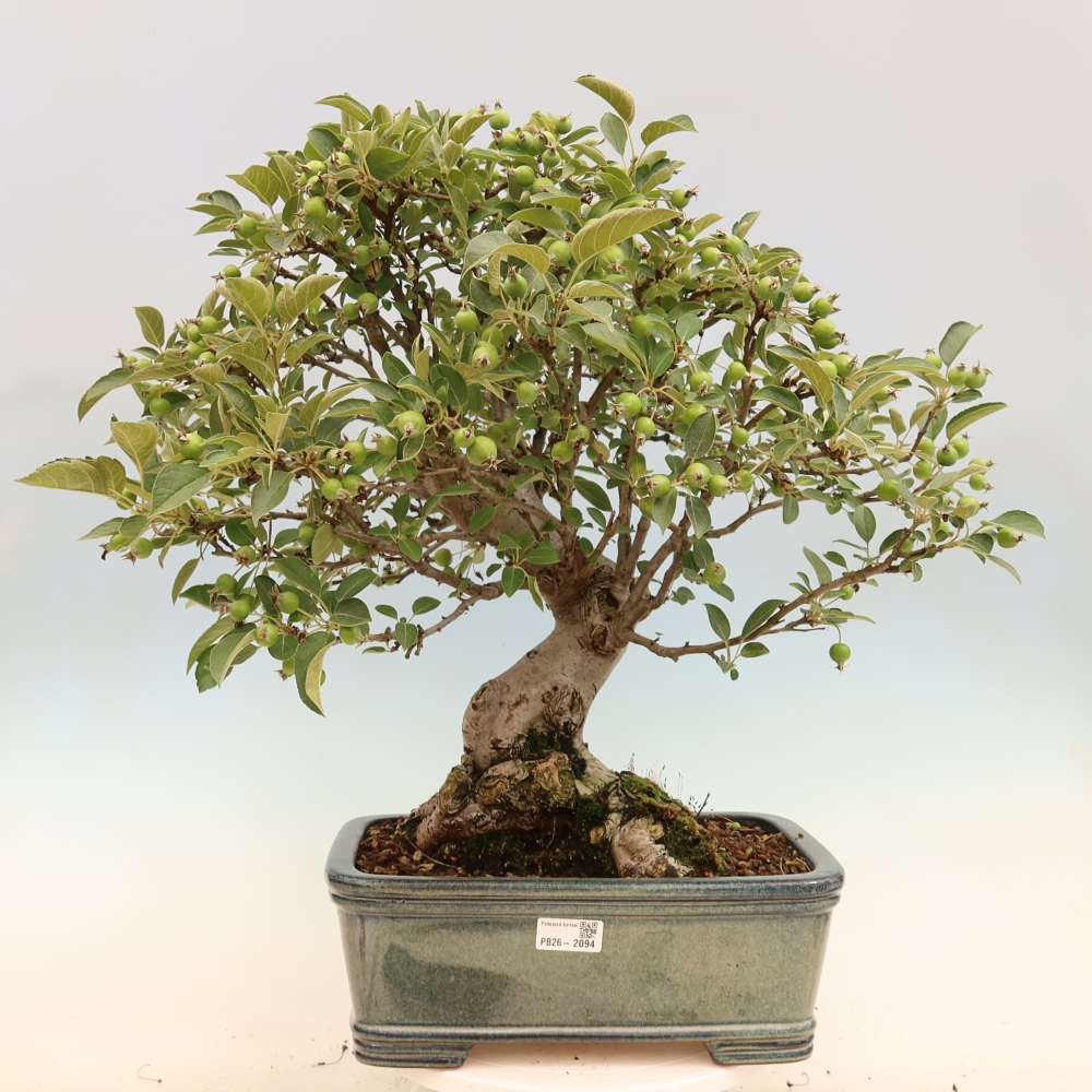 Bonsai voor buiten -Malus halliana - Appelboom met kleine vruchten