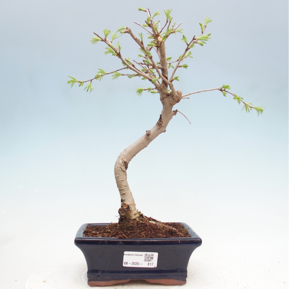 Bonsai voor buiten -Pseudolarix amabis-Pseudolarix amabis