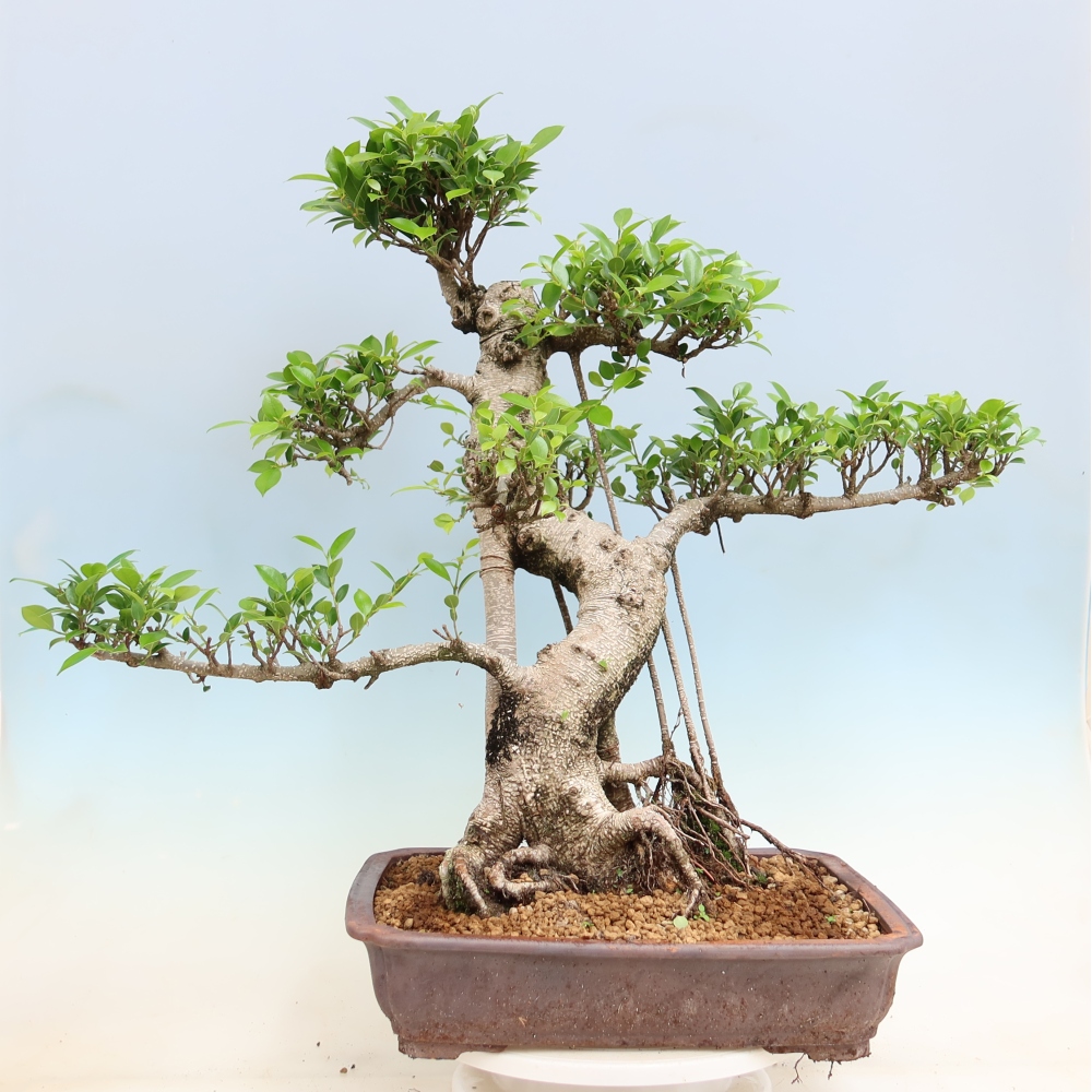 Kamerbonsai - Ficus kimmen - kleinbladige ficus