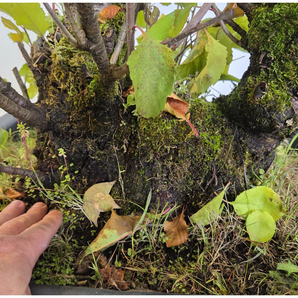 Bonsai kers voor buiten - Prunus aviata