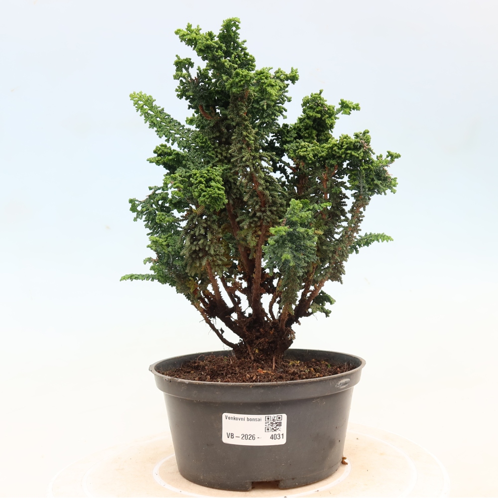 Bonsai voor buiten - Cham. obtusa SEKKA HINOKI - Cipres