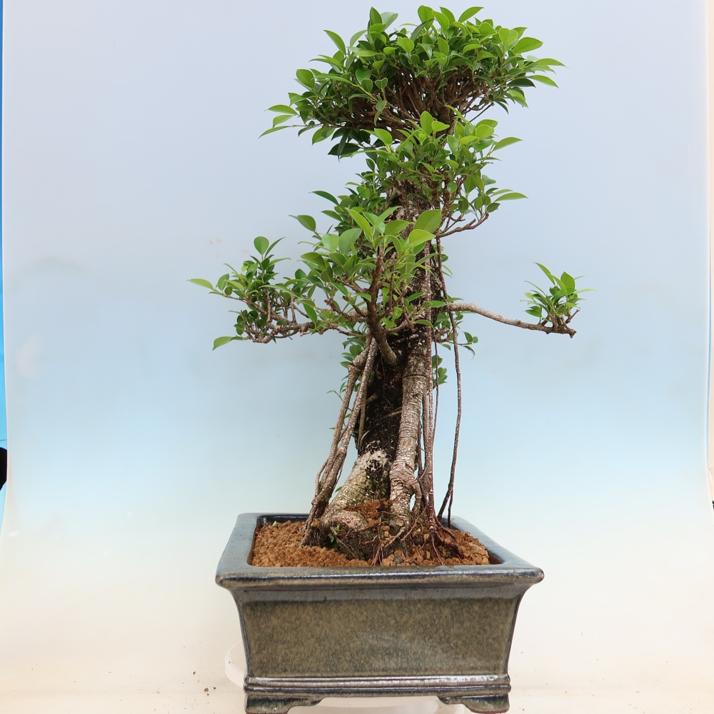 Kamerbonsai - Ficus kimmen - kleinbladige ficus