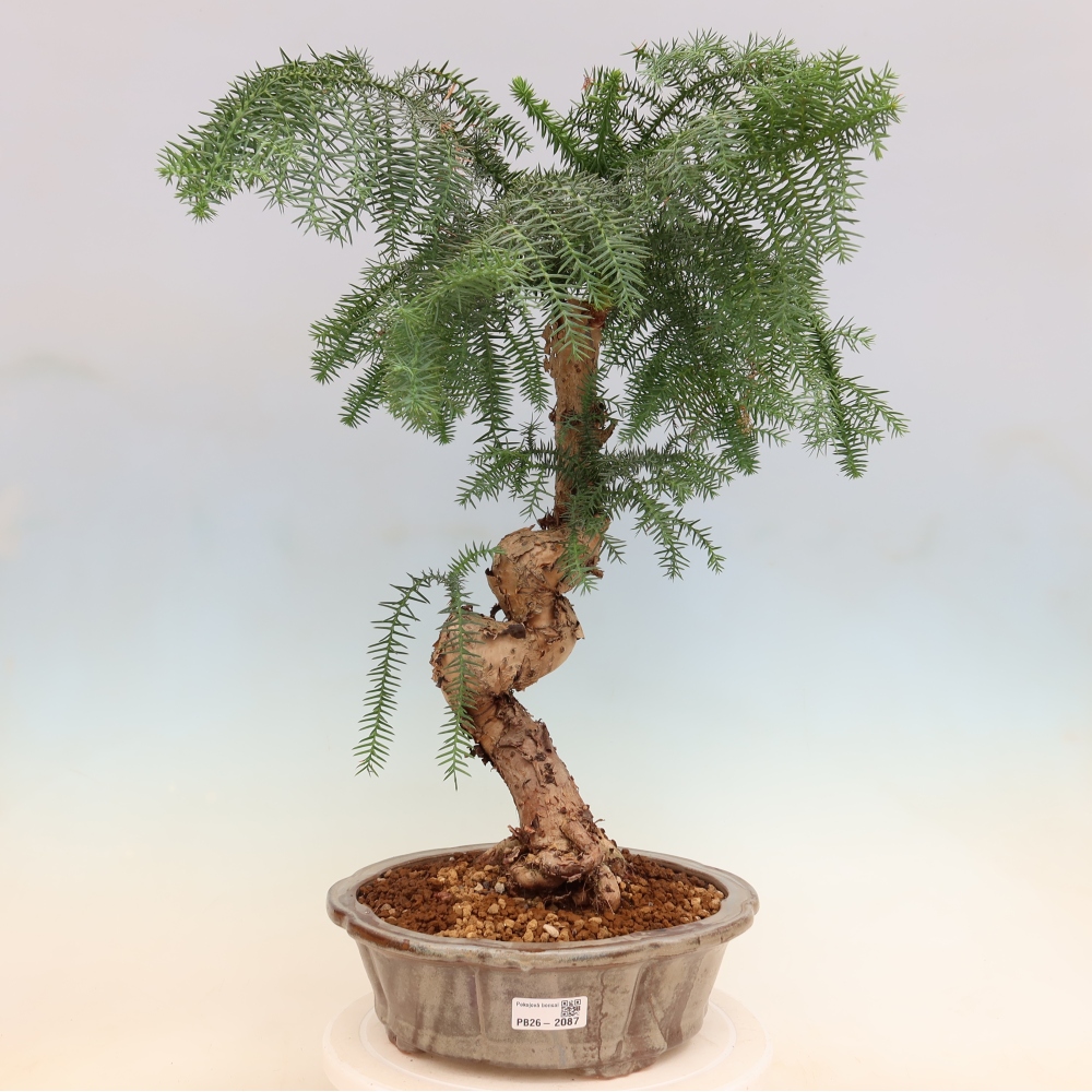 Kamerbonsai - Araucaria - kamer spar