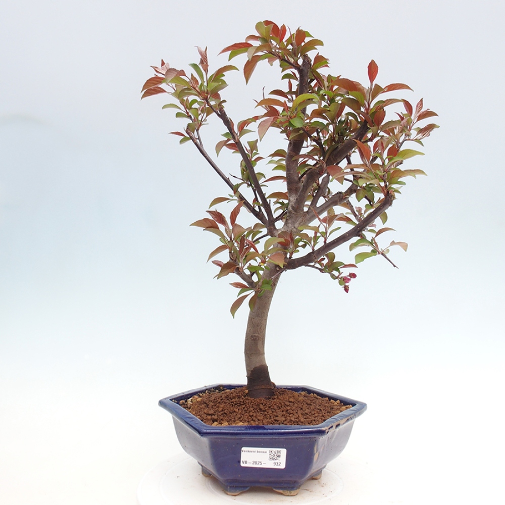 Bonsai voor buiten -Malus domestica - Roodbladige appelboom met kleine vruchten