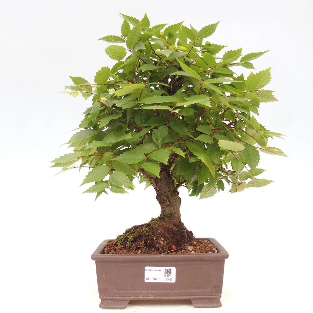 Bonsai voor buiten - Zelkova - Zelkova NIRE