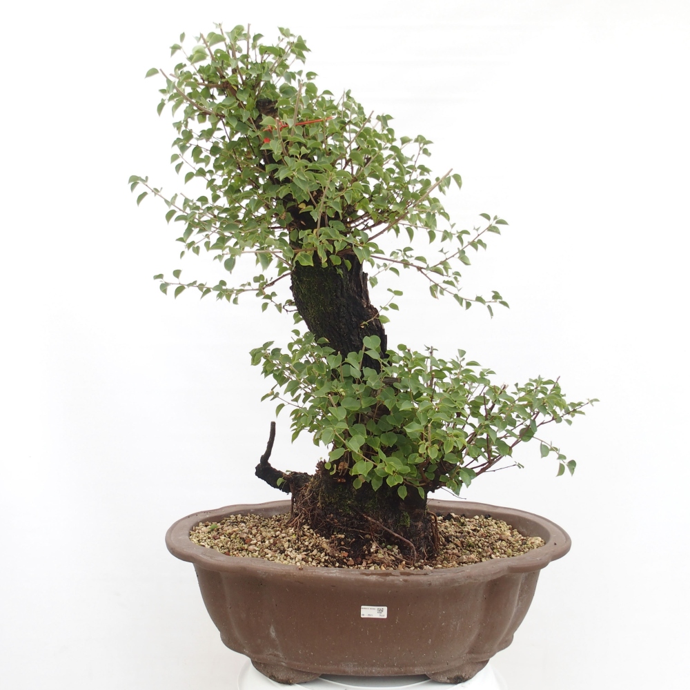 Bonsai voor buiten - Mahalebka - Prunus mahaleb