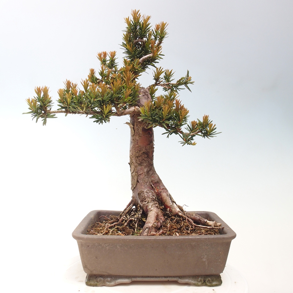 Bonsai voor buiten - Taxus cuspidata - Japanse Taxus