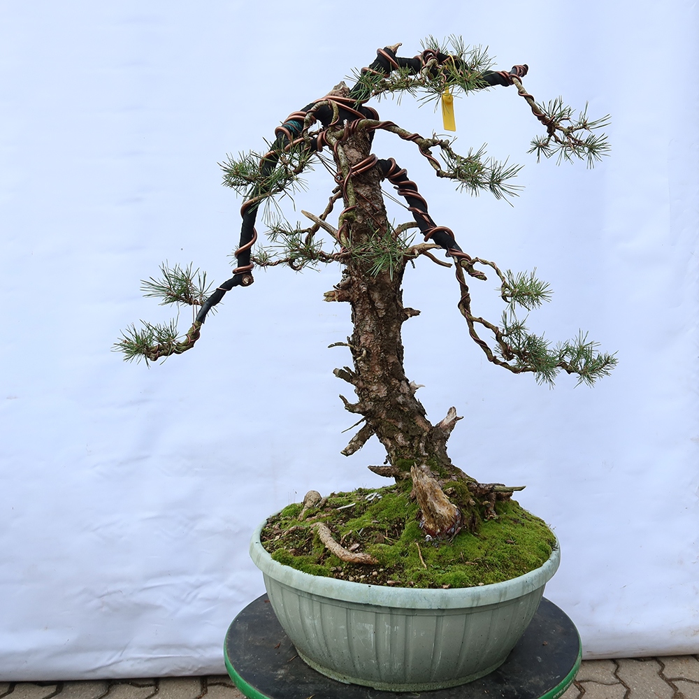 Pinus sylvestris Spanje - grove den