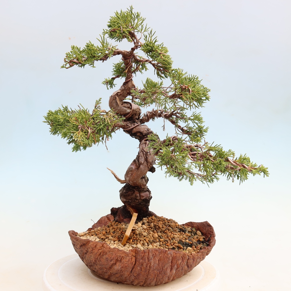 Bonsai voor buiten - Juniperus chinensis Itoigawa-Juniperus chinensis