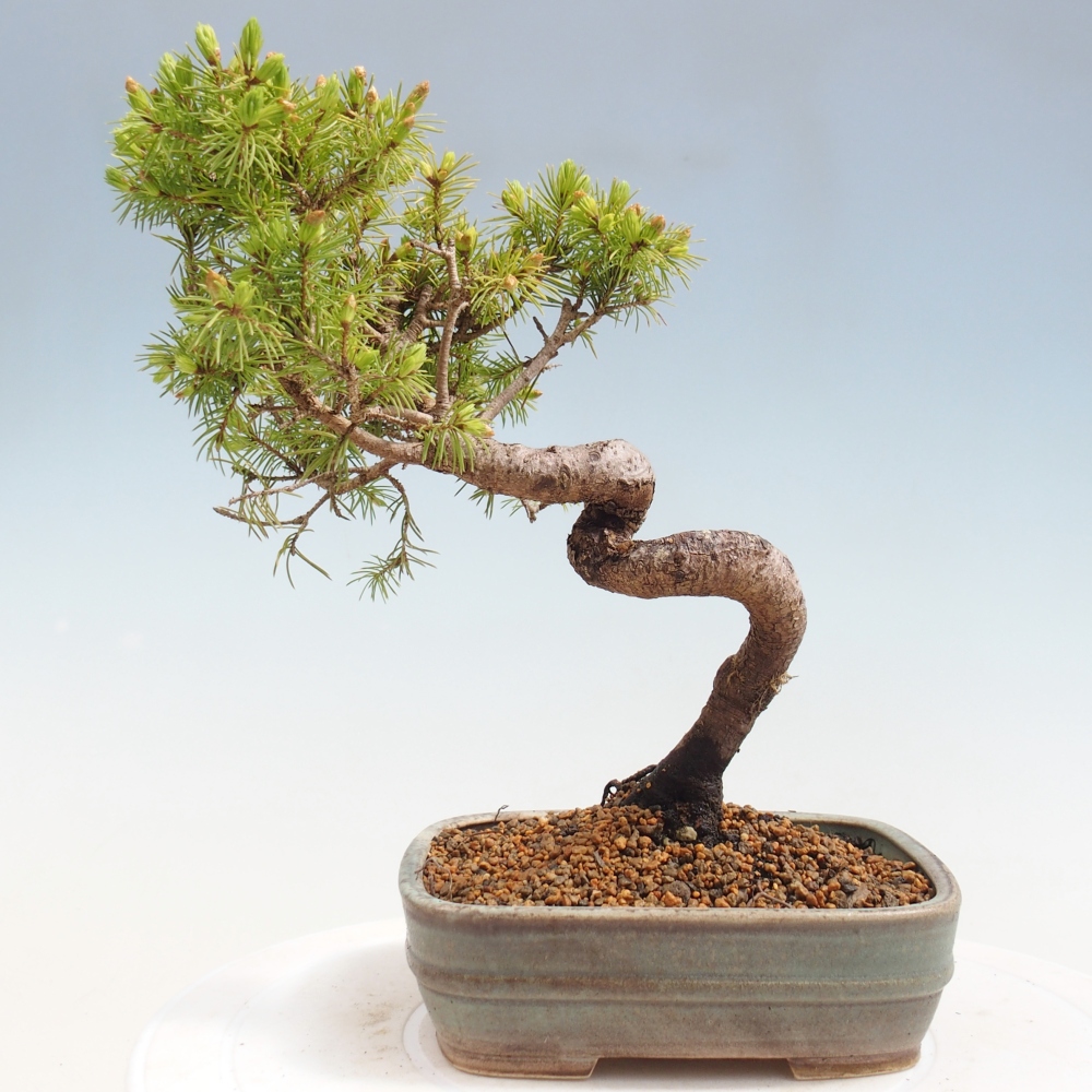 Bonsai voor buiten - Gewone spar - Picea glauca bol