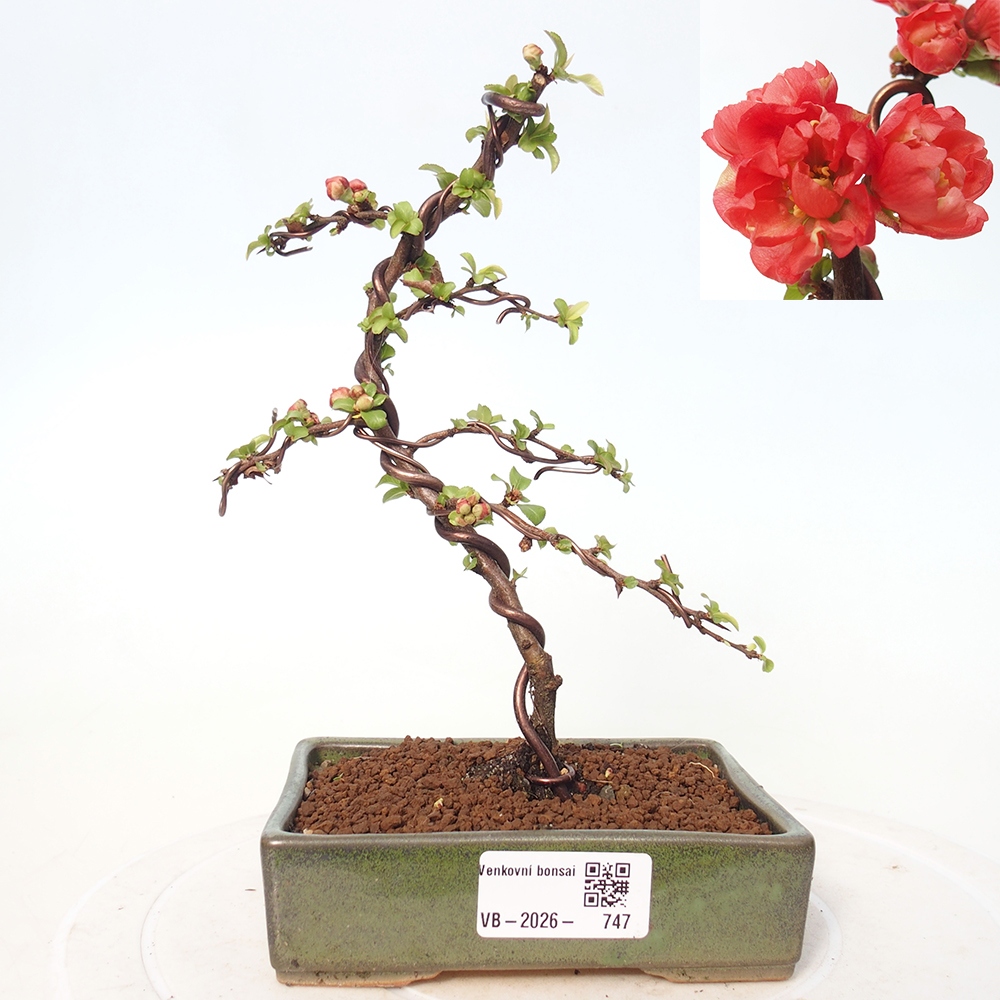 Bonsai voor buiten - Chaneomeles s. Red Joy - Kweepeer